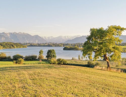 Bestellerprinzip beim Immobilienverkauf: Wer den Makler zahlt – und warum das bei mir anders läuft
