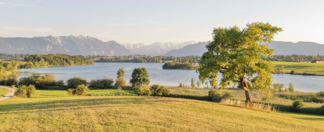 Einzelner Baum auf einer Wiese über dem Riegsee im Abendlicht mit Blick auf die Alpen