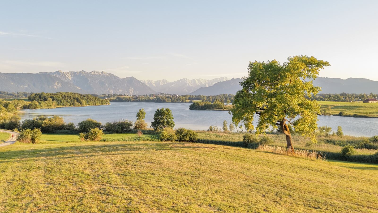 Einzelner Baum auf einer Wiese über dem Riegsee im Abendlicht mit Blick auf die Alpen